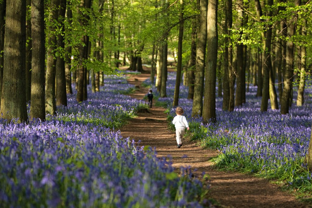 berkhamsted bluebells