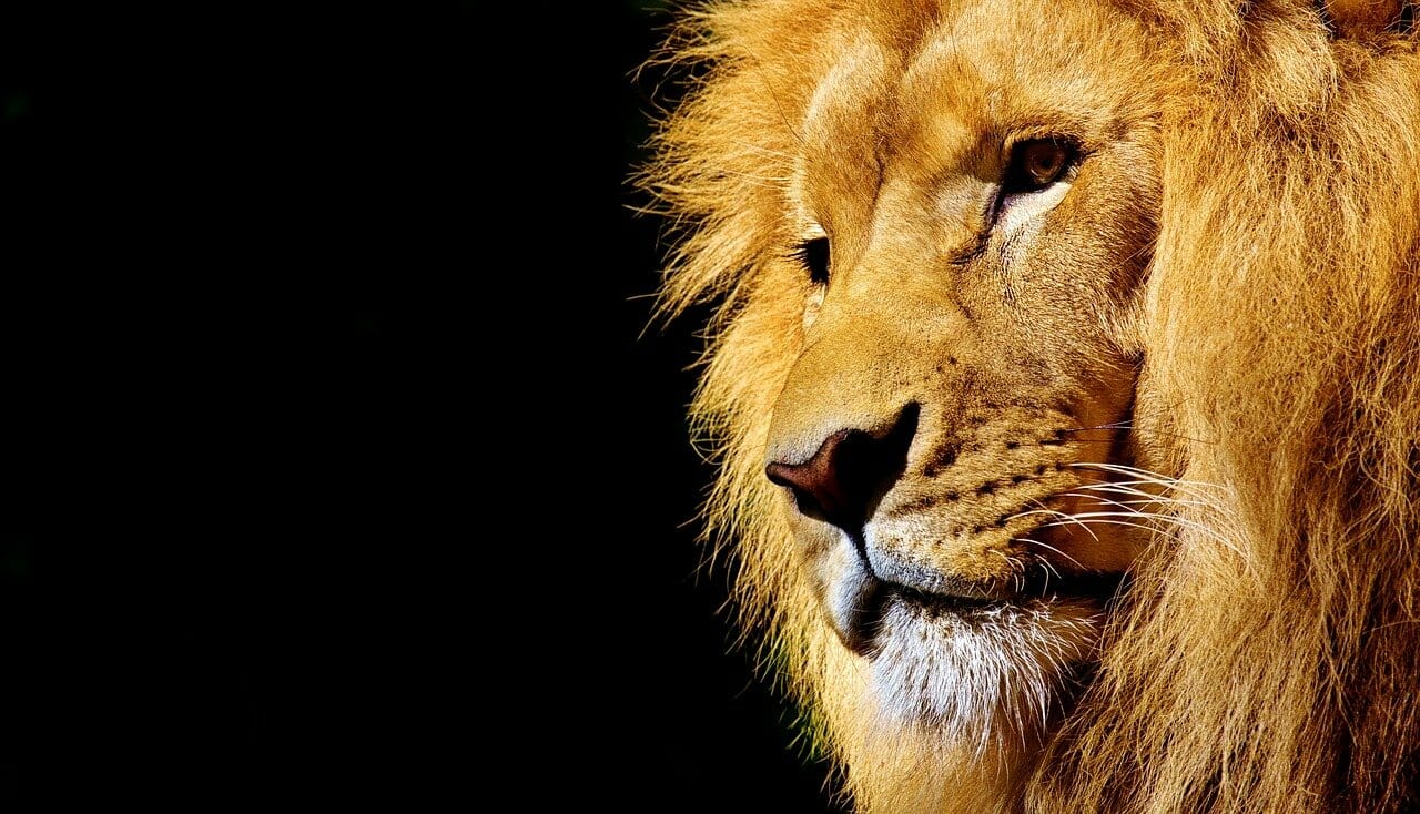 content marketing for saas: king